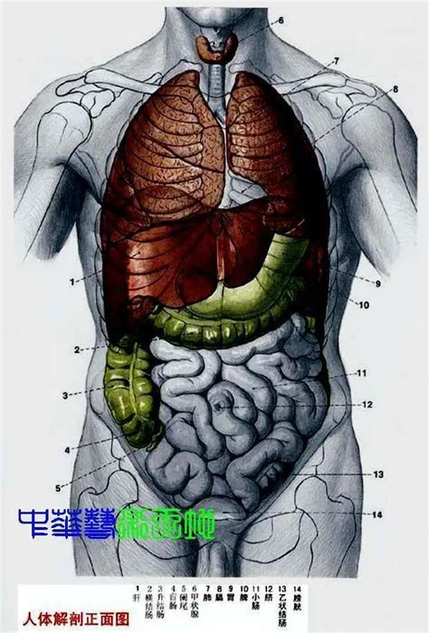 內臟有哪些|人體內臟解剖圖最全整理，醫生必備！